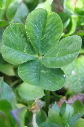 what do leaves on 4 leaf clover mean?