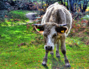 cow, funny cow, cow jokes, farm animal jokes, crazy farm animals, crazy cow