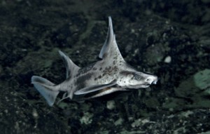caribbean roughshark, cute sharks of the ocean, ocean creatures, rare caribbean roughshark