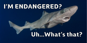 dumb gulper shark, dumb gulper shark facts, cute dumb gulper shark