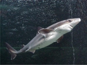spiny dogfish shark, cute dogfish shark, smiling shark